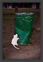 Myška u popelnice