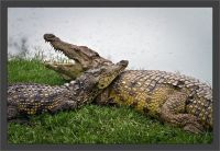 9734-krokodyl.jpg