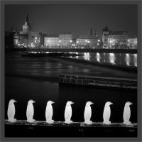 Tučňáci u Vltavy