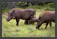 9093-warthog.jpg