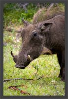 9108-warthog.jpg