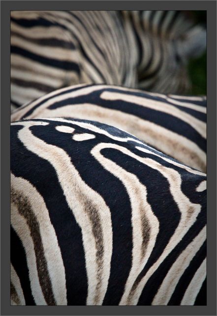 9468-zebra.jpg